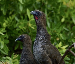 Ortalis squamata