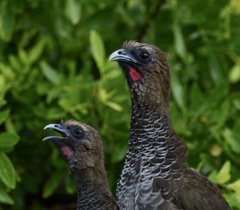 Ortalis squamata