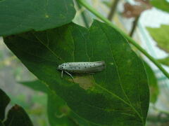 Yponomeuta evonymella