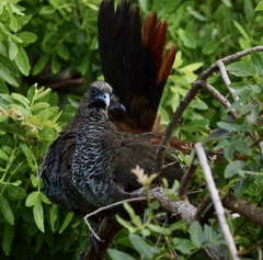 Ortalis squamata