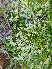 Stackhousia pulvinaris