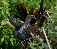Ortalis squamata