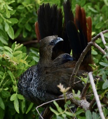 Ortalis squamata