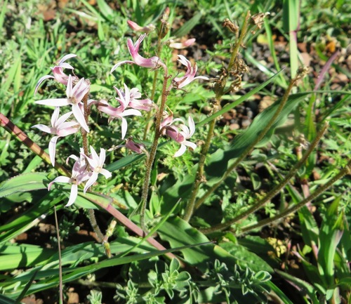 Image of Cyphia incisa by (c) linkie, some rights reserved (CC BY)