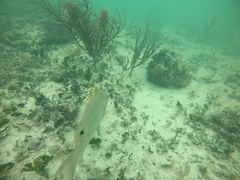 Lachnolaimus maximus