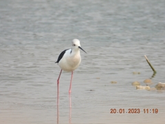 Himantopus himantopus