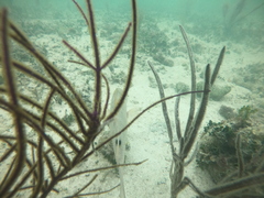 Lachnolaimus maximus