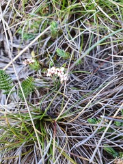 Pimelea alpina