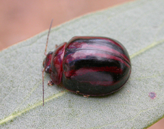 Paropsisterna stygia