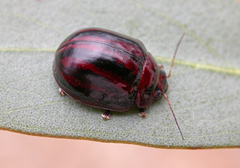 Paropsisterna stygia