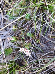Pimelea alpina