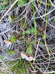 Pimelea alpina