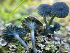 Arrhenia chlorocyanea