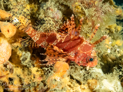 Dendrochirus brachypterus