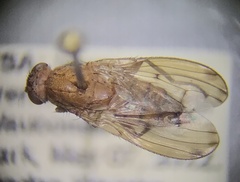 Suillia quinquepunctata