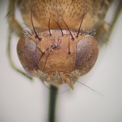 Suillia quinquepunctata