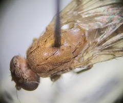 Suillia quinquepunctata