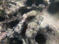 Echinometra lucunter