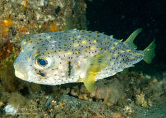 Dicotylichthys punctulatus