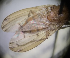 Suillia quinquepunctata