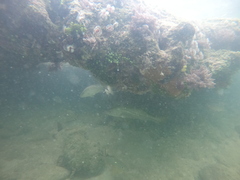 Centropomus undecimalis