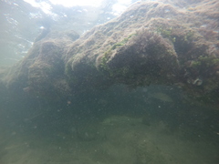 Centropomus undecimalis