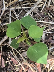 Homalanthus populifolius