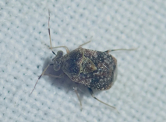 Derophthalma