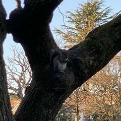 Sciurus carolinensis