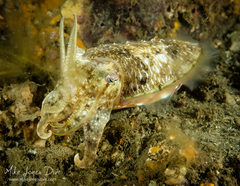 Sepia plangon