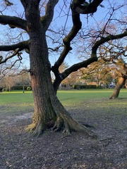 Sciurus carolinensis