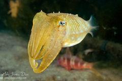 Sepia plangon