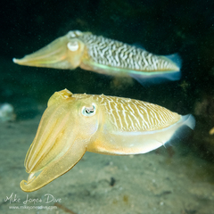Sepia plangon