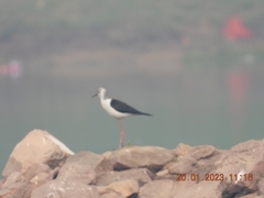 Himantopus himantopus