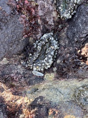 Anthopleura xanthogrammica