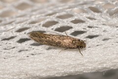 Praeacedes atomosella