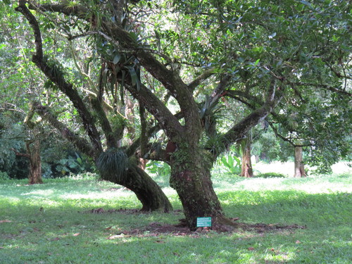 Calophyllum inophyllum iNat (1)