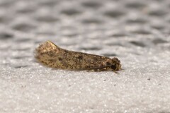 Praeacedes atomosella