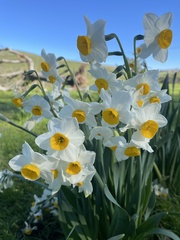 Narcissus tazetta