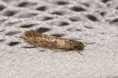 Praeacedes atomosella