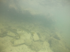 Centropomus undecimalis