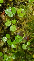 Azorella nitens