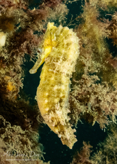 Hippocampus whitei