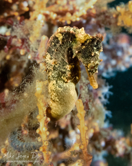 Hippocampus whitei