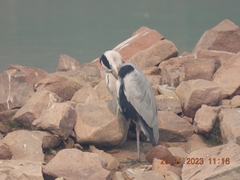 Ardea cinerea