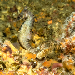 Hippocampus whitei