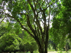 Melicoccus bijugatus