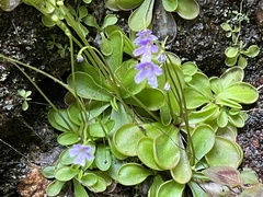 Pinguicula emarginata