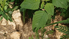 Ocyptamus cylindricus
