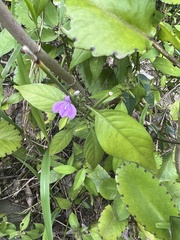 Justicia periplocifolia